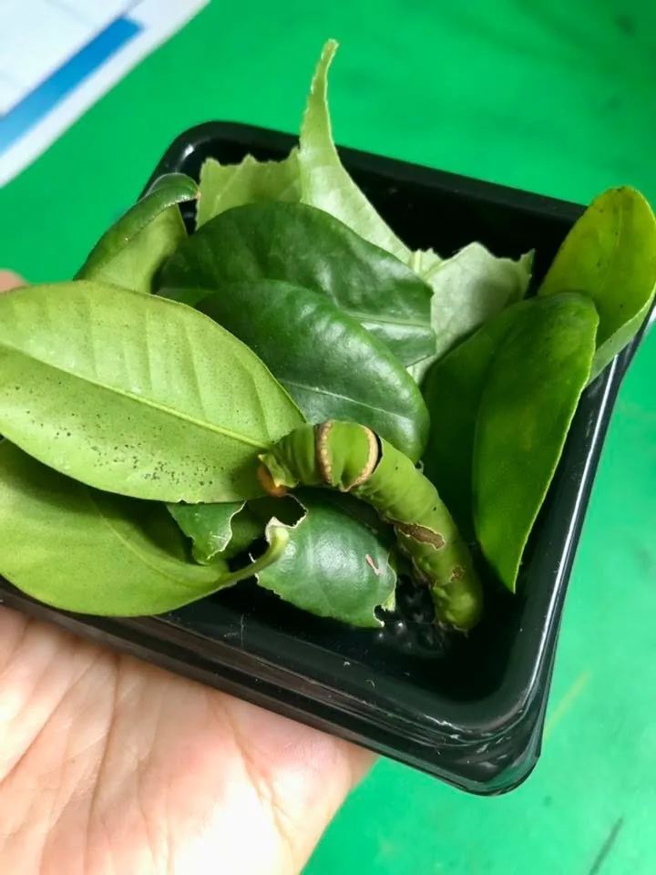 Bạn Míp mê vẽ và sáng tạo
